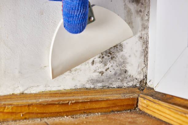 Best Real Estate Mold Inspection  in West Swanzey, NH
