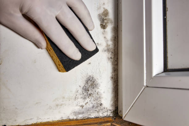 Best Mold Prevention Services  in West Swanzey, NH